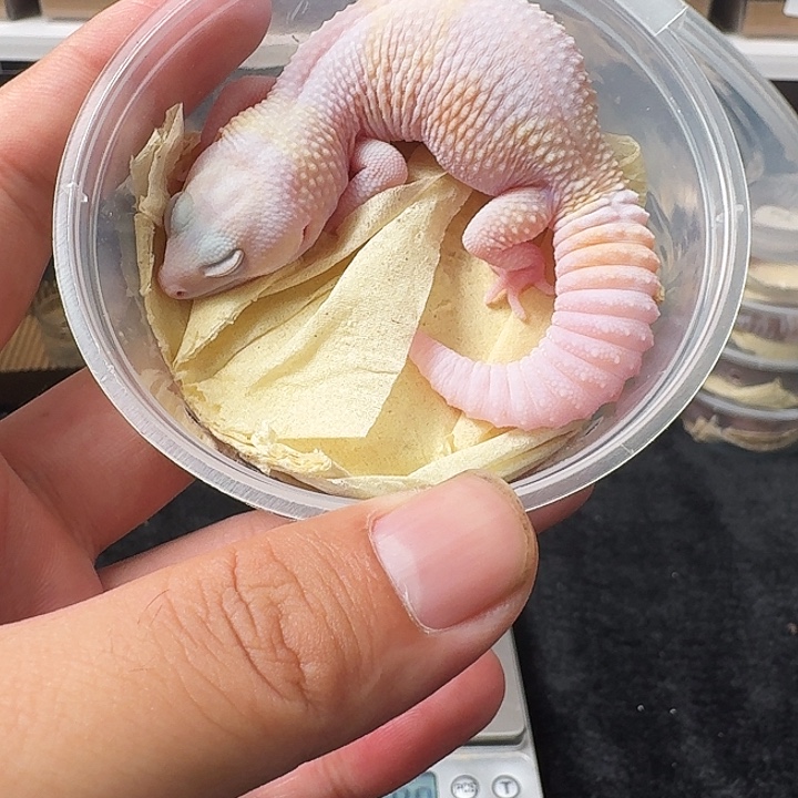 肥尾守宫红眼花瓶，焦糖橘白搞起！