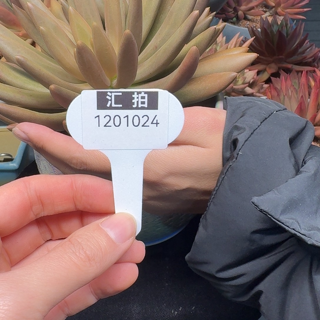 精品多肉植物1201024