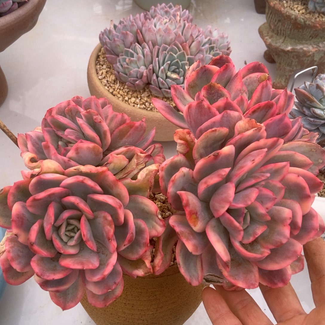 绮罗锦的人多肉多肉