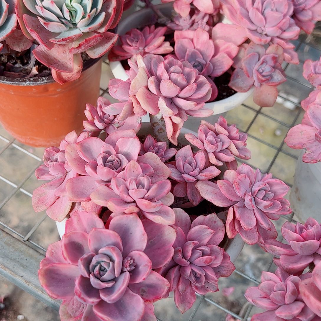 理查德夫人多头群生老桩