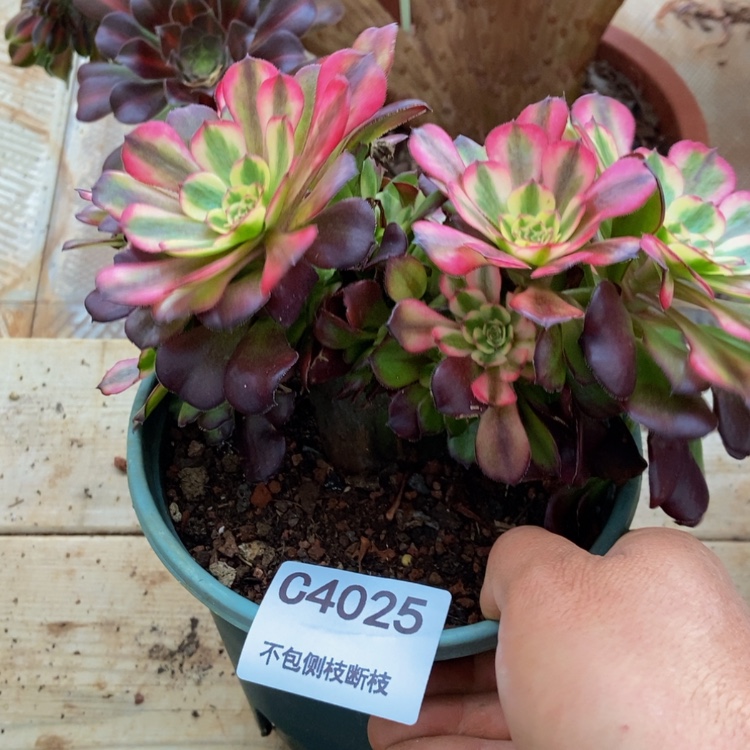 【闪购商品】4025美肌朵朵缀多肉