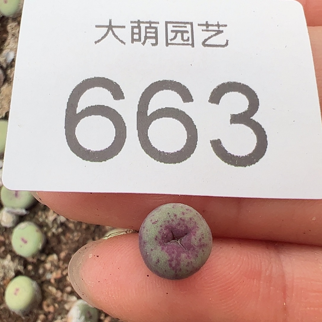 一物一拍脱土发。   663