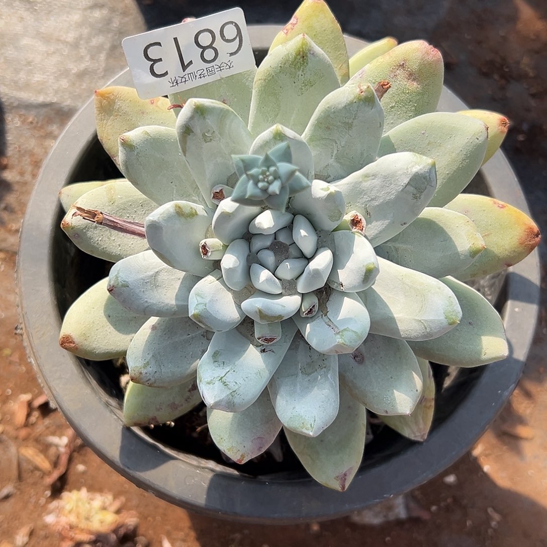 海星叶拇指帕奇飞徒仙女杯多肉。