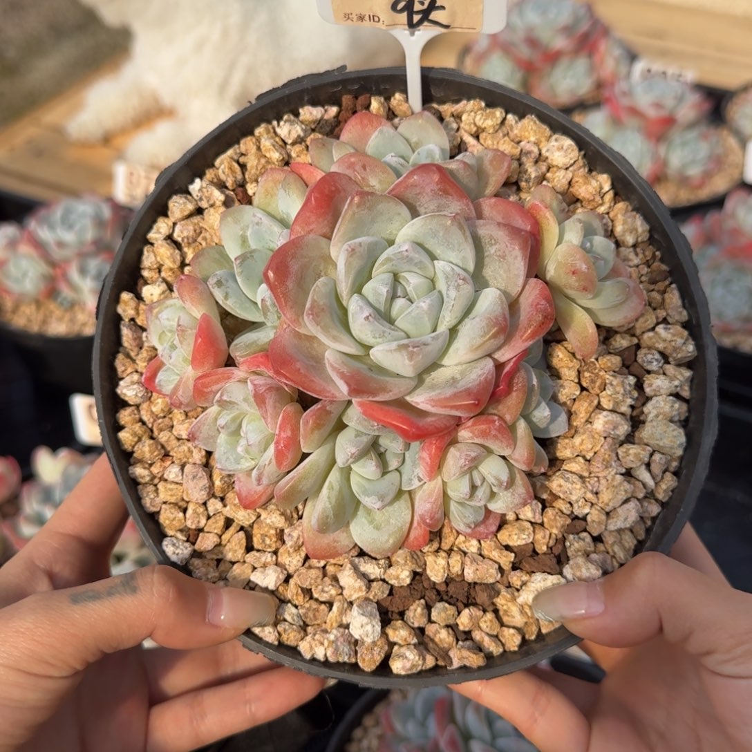 077号冰玉群生老桩9头