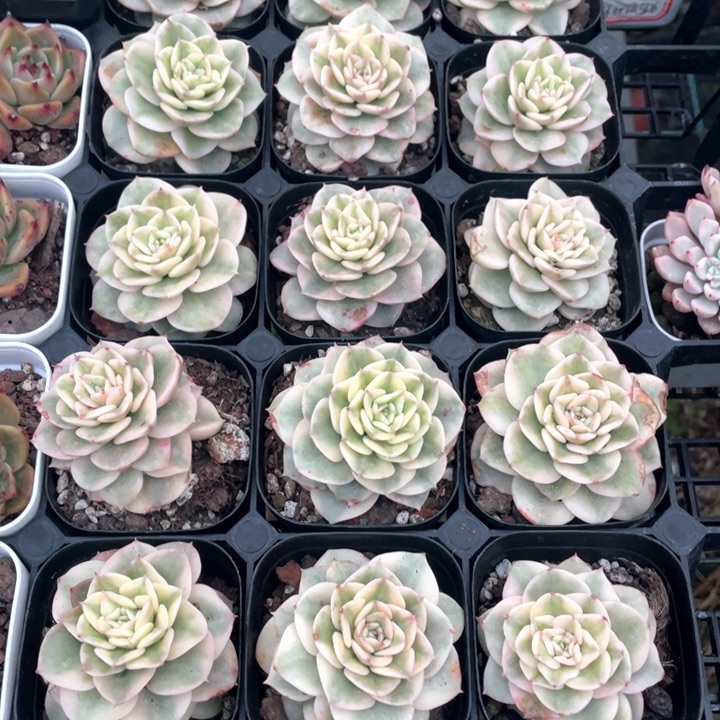 腊牡丹锦6.8一盆88888888