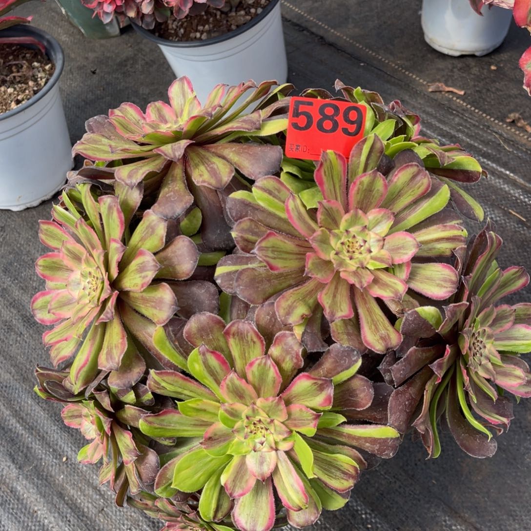 589多肉花脸粉黛