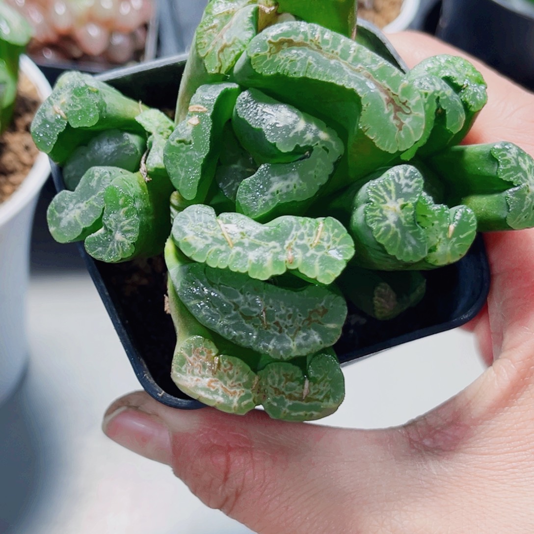 长乐玉扇多肉植物