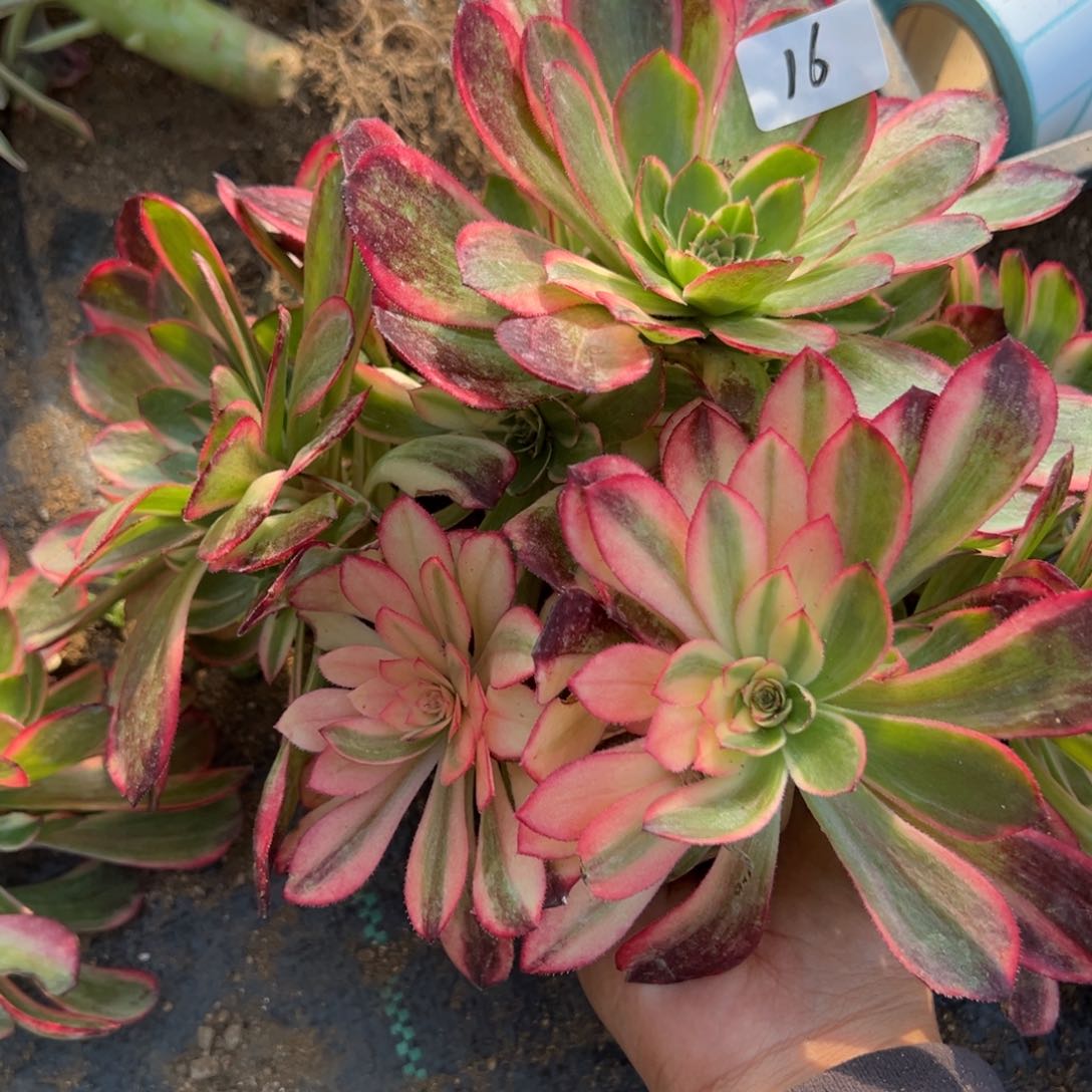 16黑魔锦多肉植物