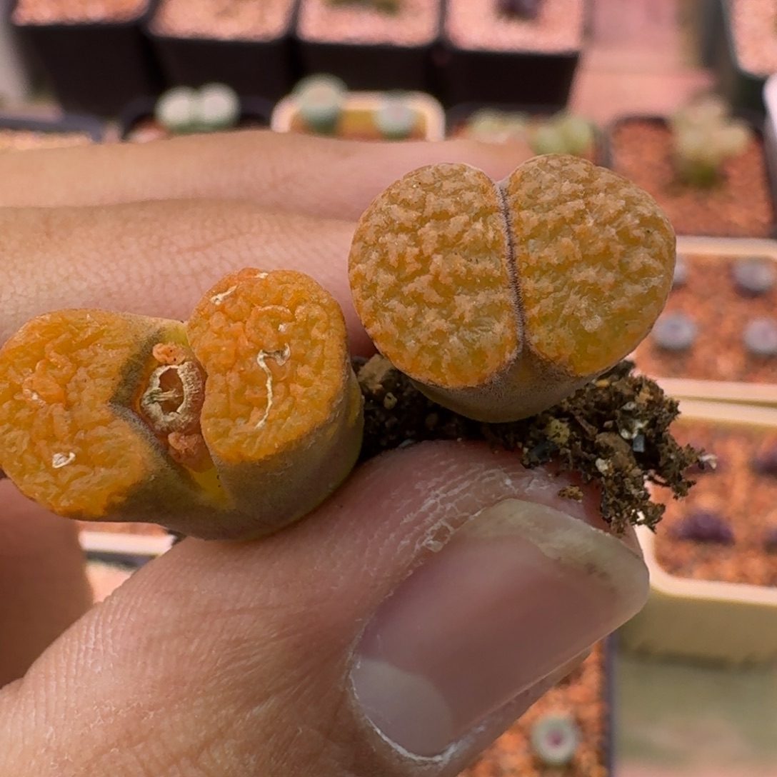 晨***云缦精品番杏29.20