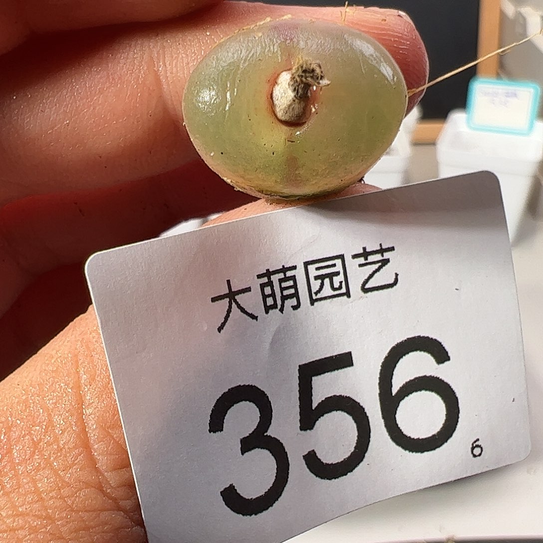 0000356 一物一拍……