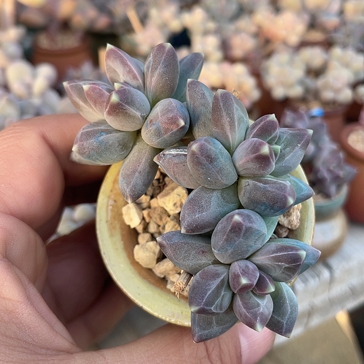 星空美人 带盆发货 4口盆