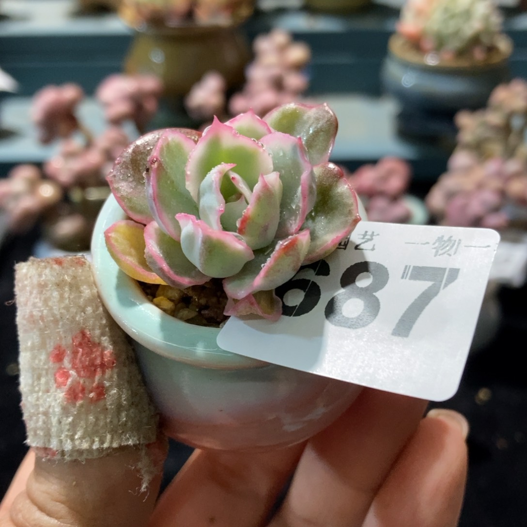 687伯克利锦带盆土发货