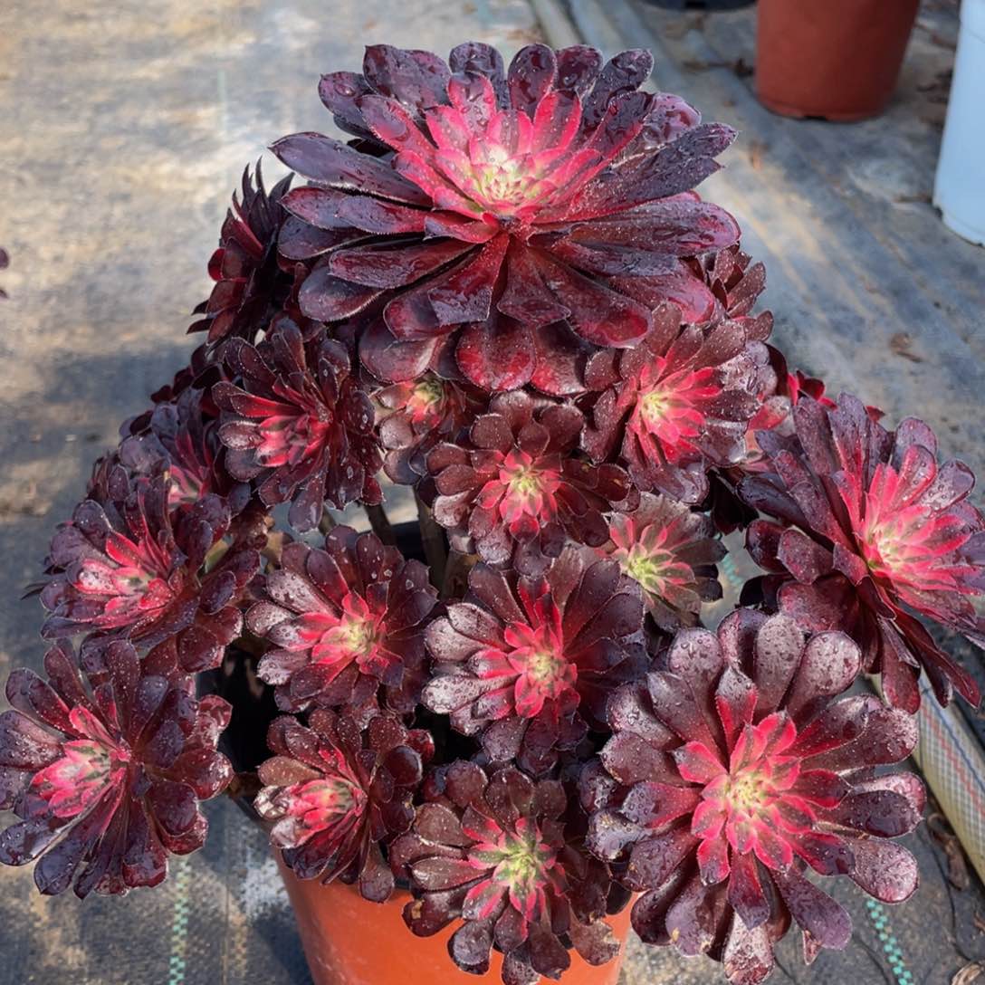 ?****383黑铜白精品法师老桩