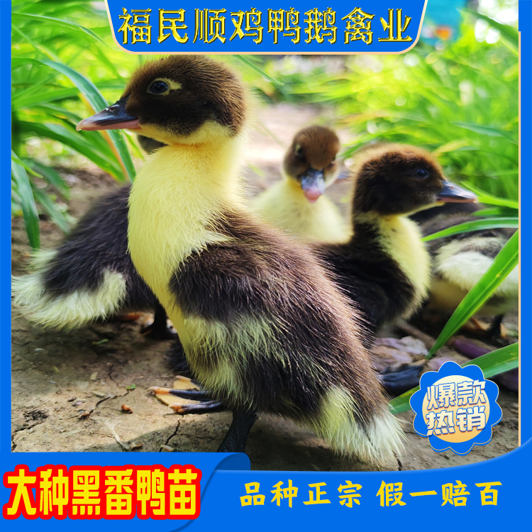 【笑】宠物鸭 大种黑番鸭白番鸭红脸鸭飞鸭洋鸭网红鸭