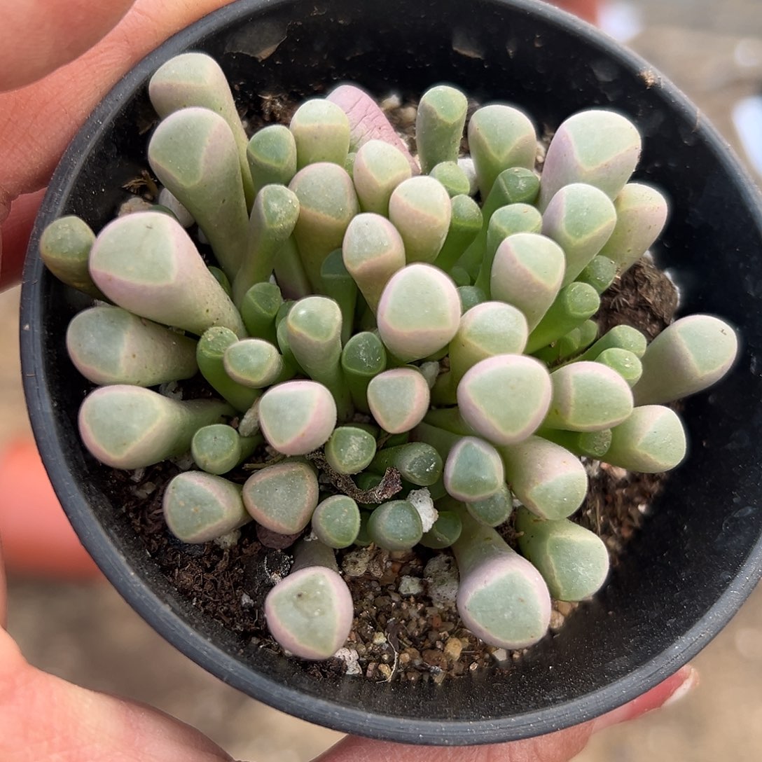 多肉植物五十灵玉