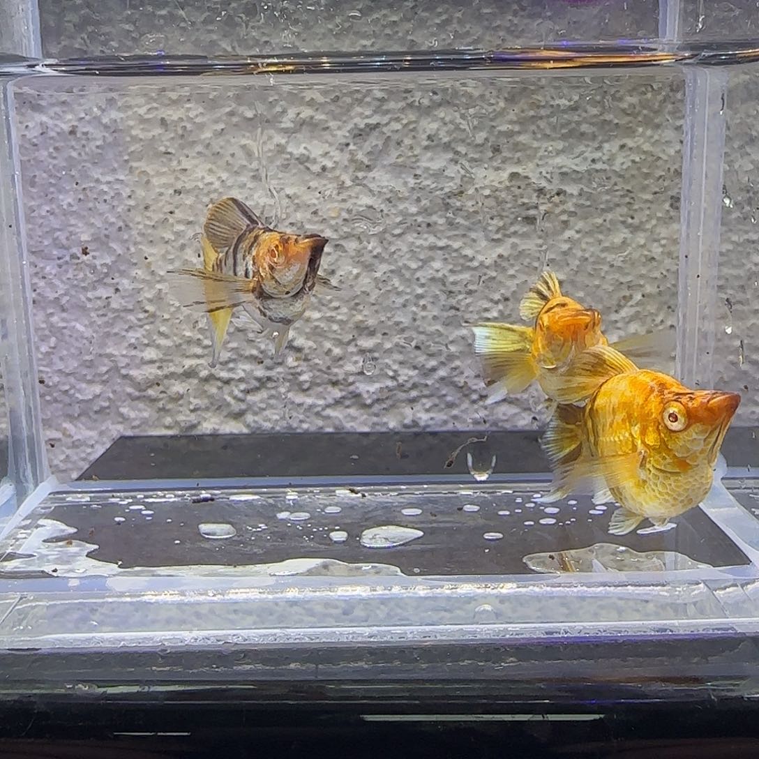 黑玛丽鱼金虎玛丽。22号