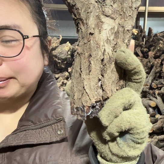 香榧木天*之火琉璃的毛料摆件