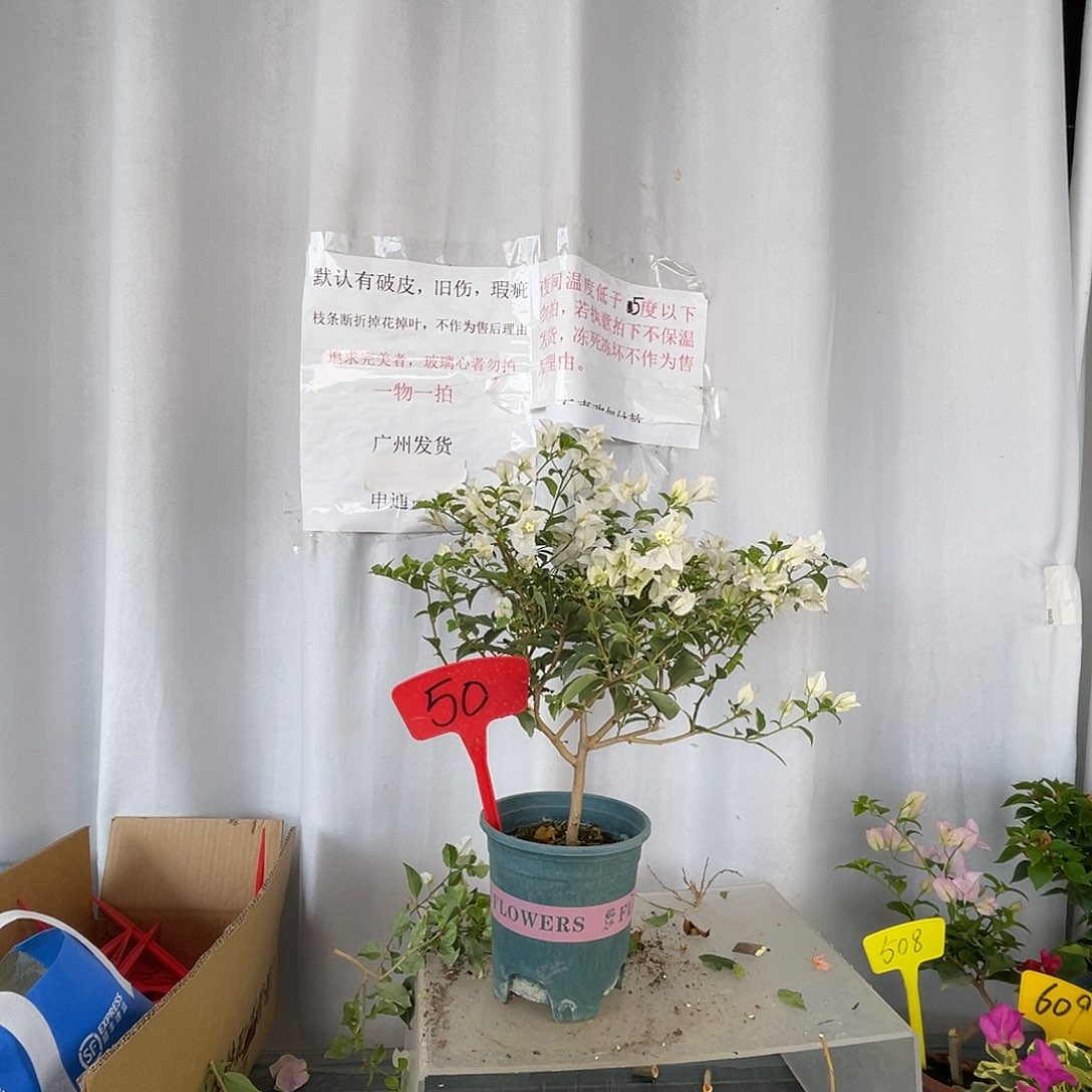 当前无花栽培后可以开花50白色条纹，