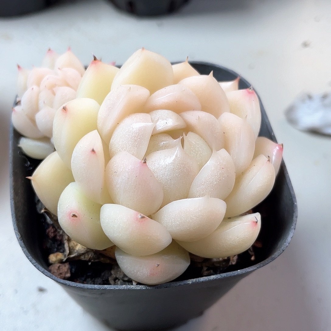 优选麦秆福利9424