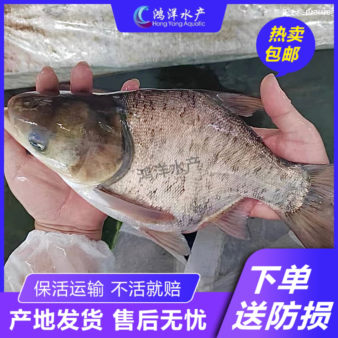 缩骨大头鱼苗 缩骨胖头鱼 缩骨鲢鳙 软骨花鲢包邮包活
