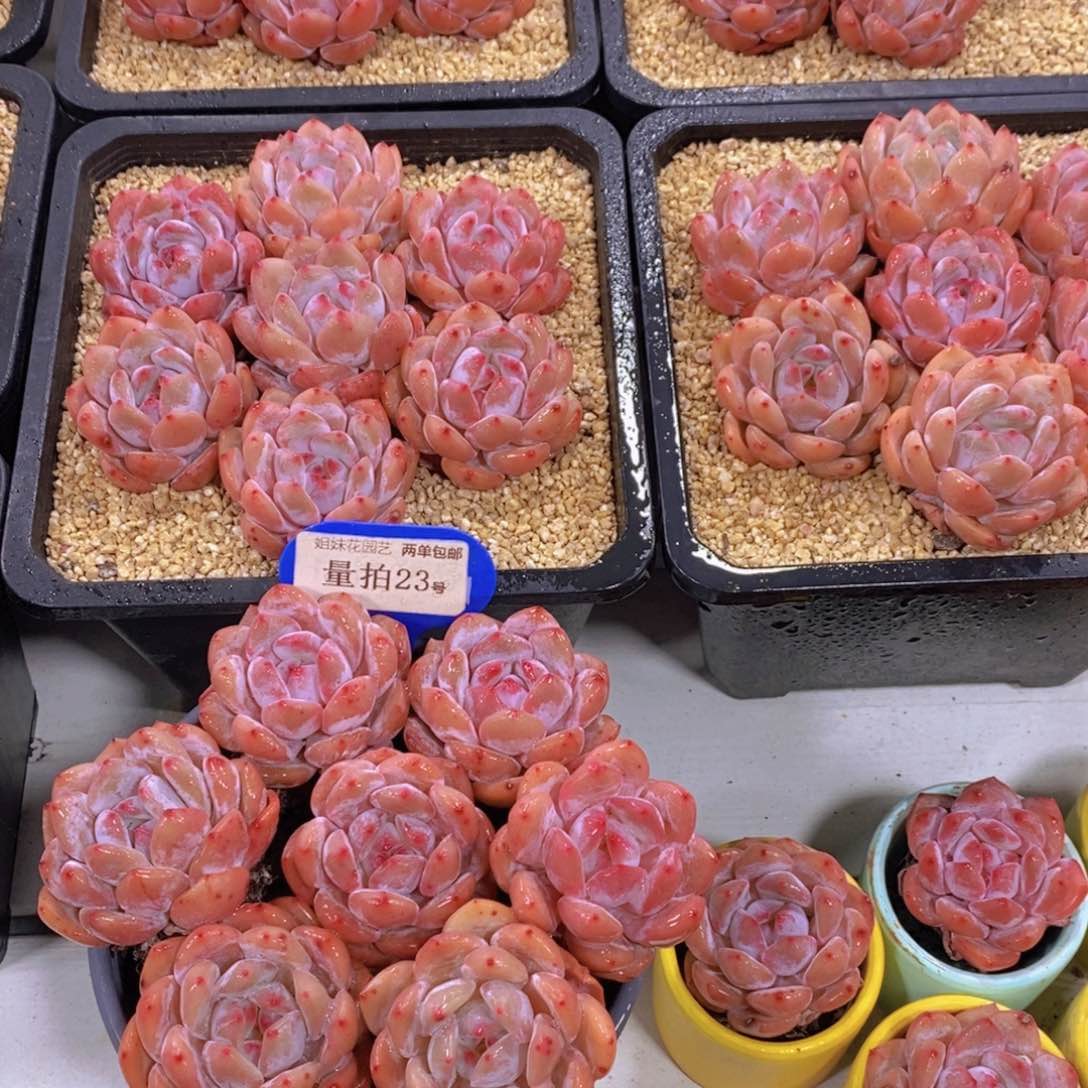 量拍23号 精品奶油果冻韩橙单头七个