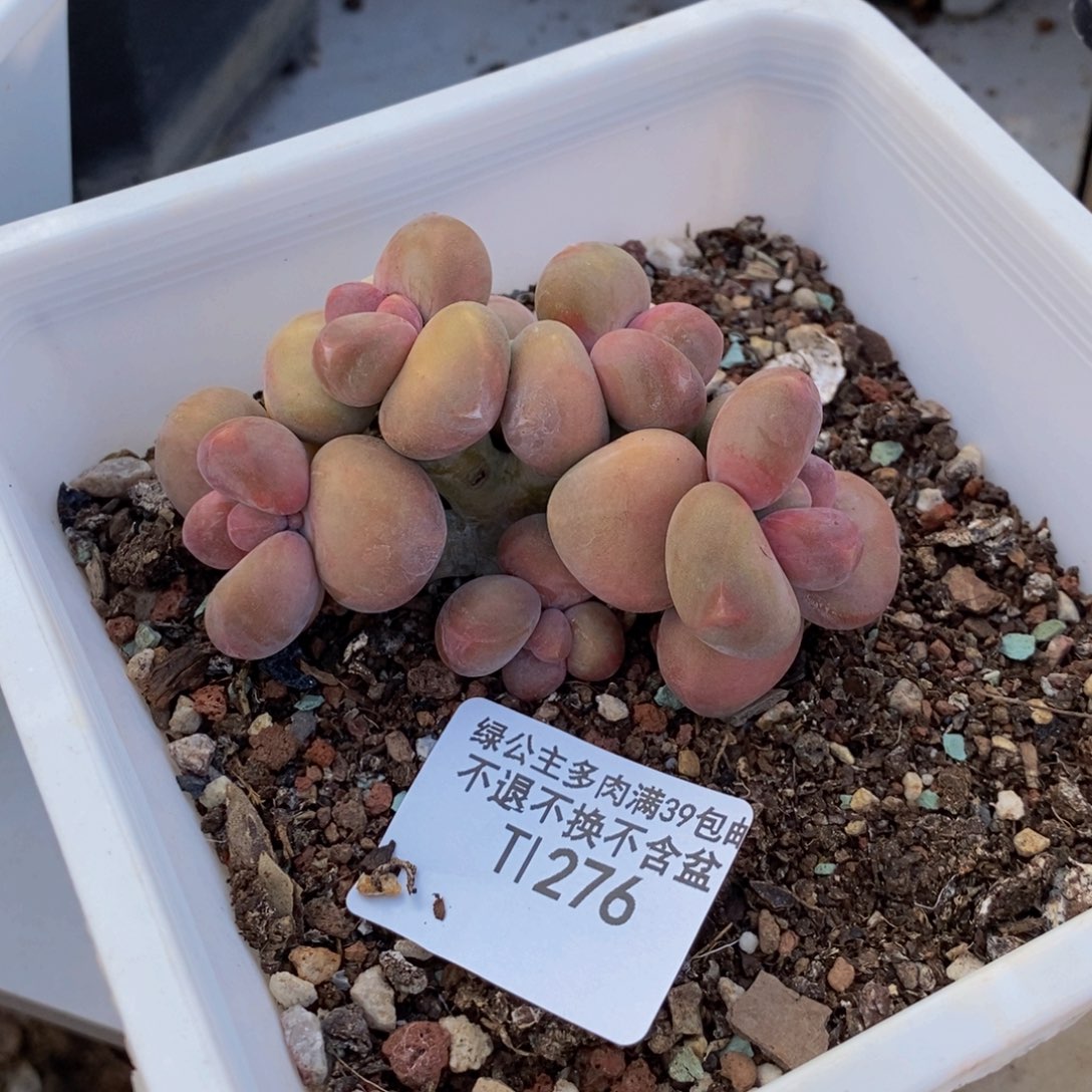 276芒果奶kk奶多肉7cm