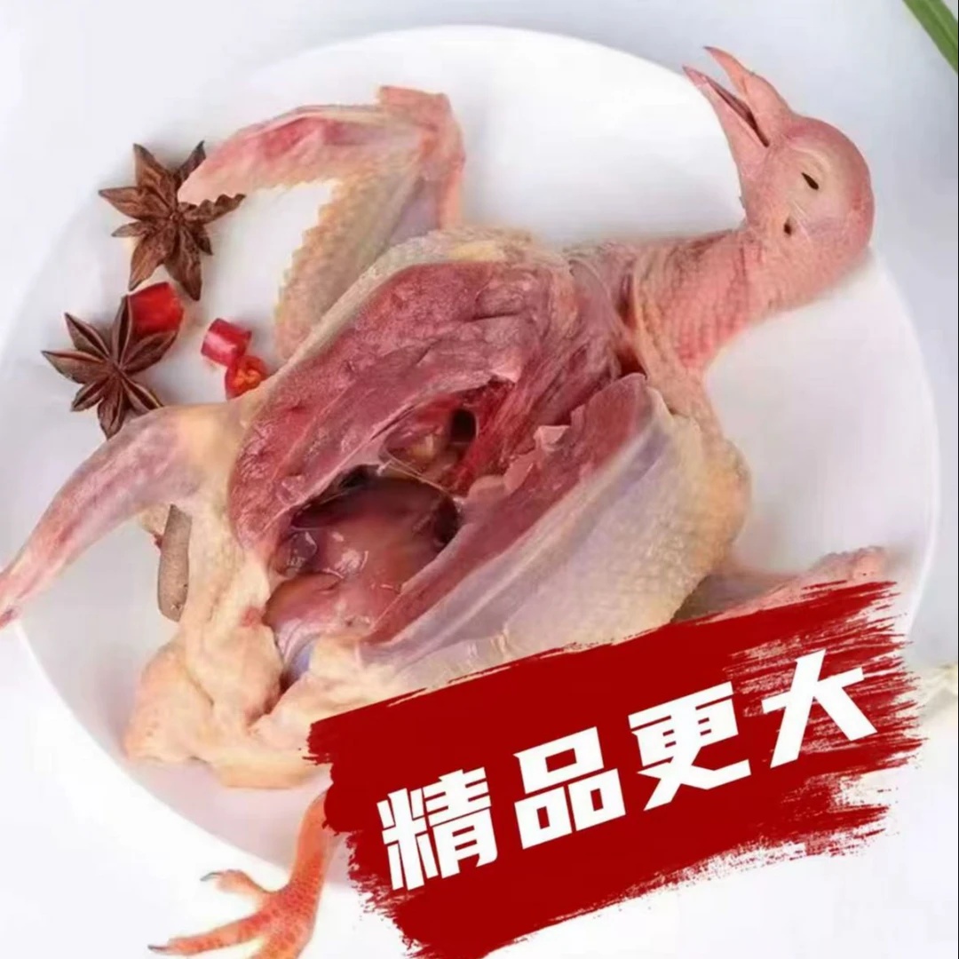 【买4送1】农家散养土鸽子 到手5只 当日新鲜宰杀当日顺丰/京东包邮发货