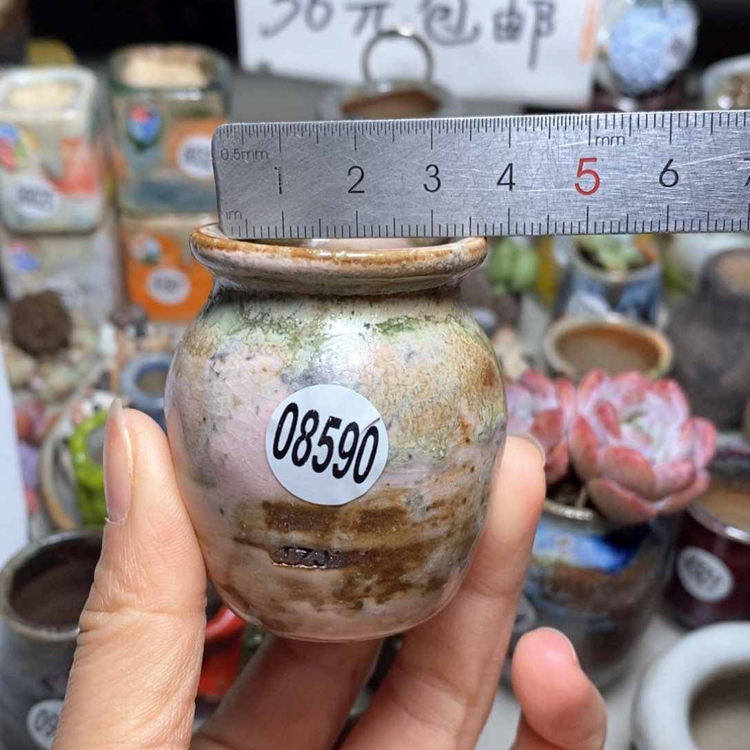 花盆拍5送一个小礼物