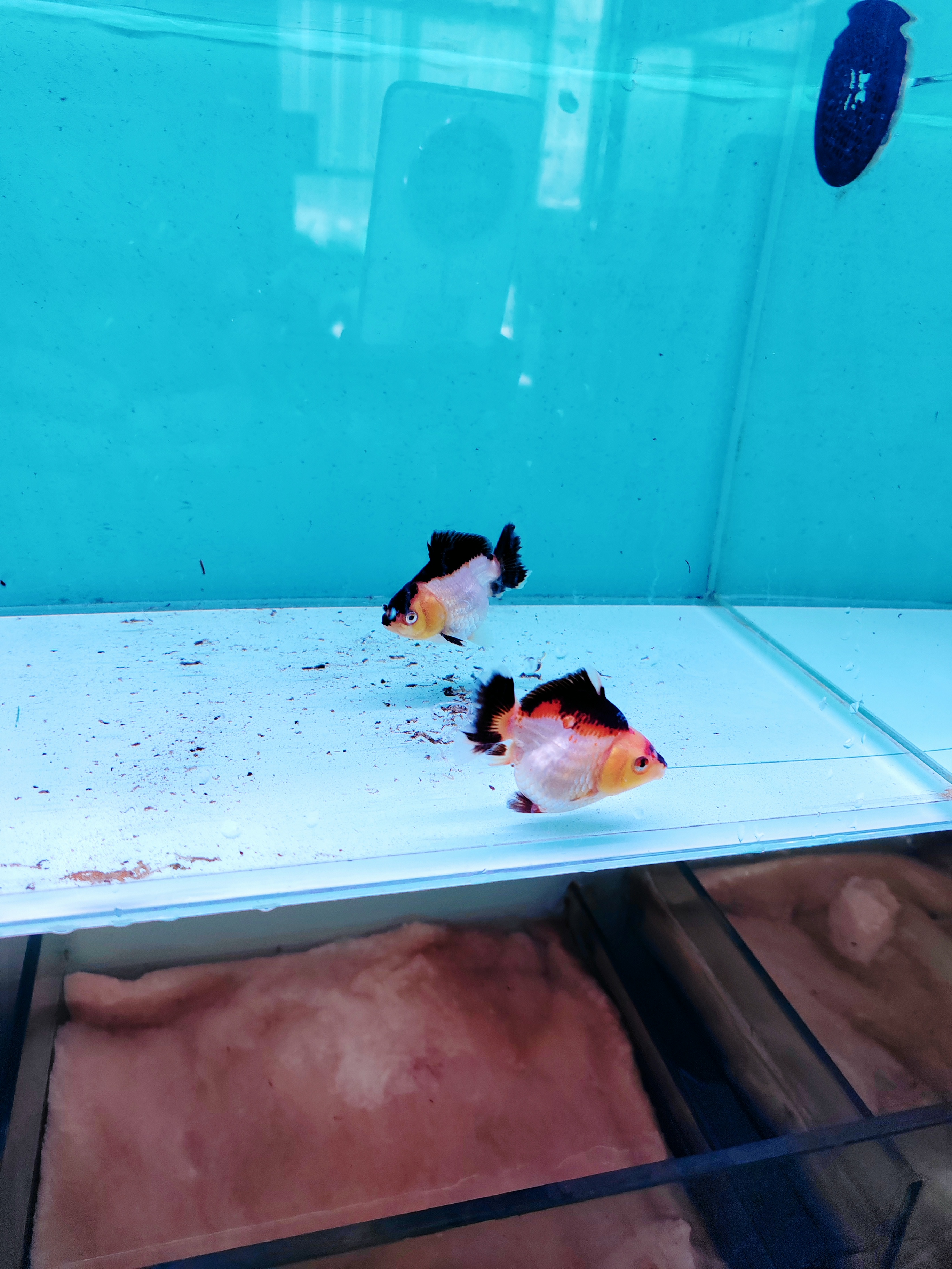 玛丽将军百褶泰狮兰寿金鱼冷水鱼观赏鱼花色数量尺寸直播展示为准