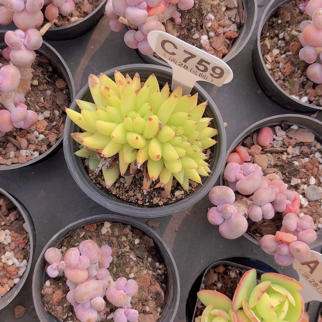 C759虎鲸一物一拍