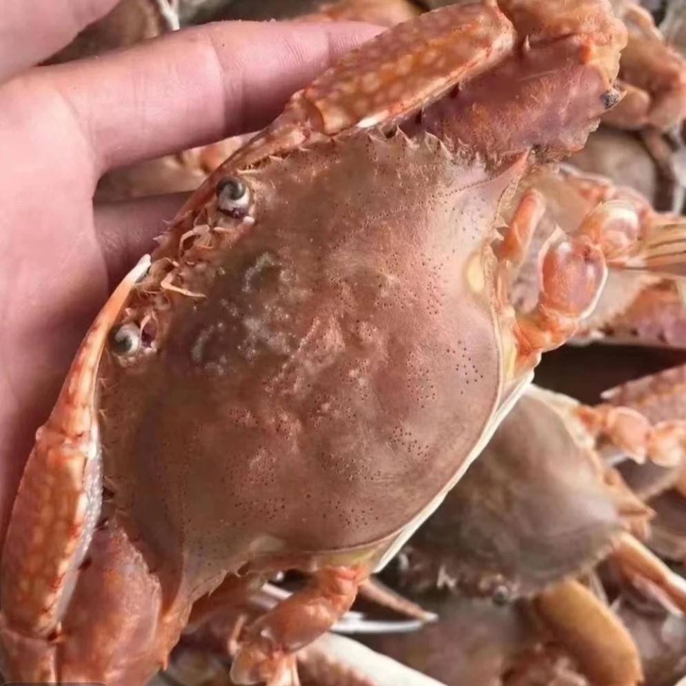 神泉本港订排蟹6 7只  3斤  5斤。有4-5只  3斤  5斤