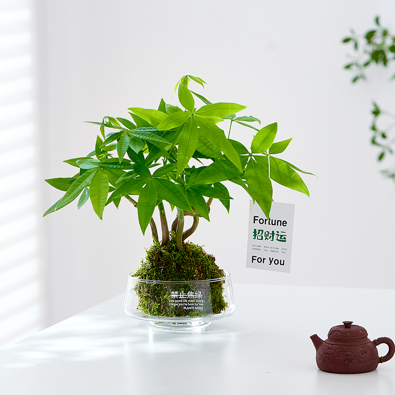 发财树盆栽苔藓球水培植物室内客厅办公室绿植四季常青净化空气