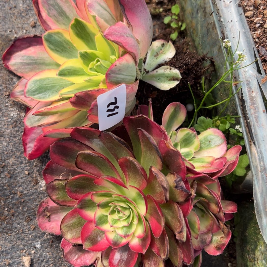 132如意鸿运多肉系