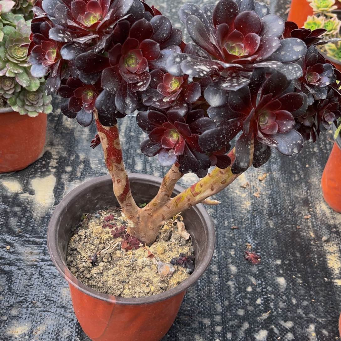 912多肉植物一物一拍