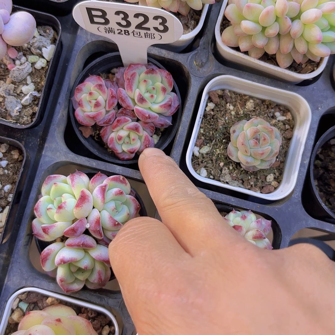 棒*糖B233沙漠玫瑰一物一拍