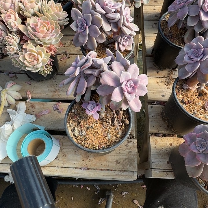 姜***️多肉植物一物一拍大胆