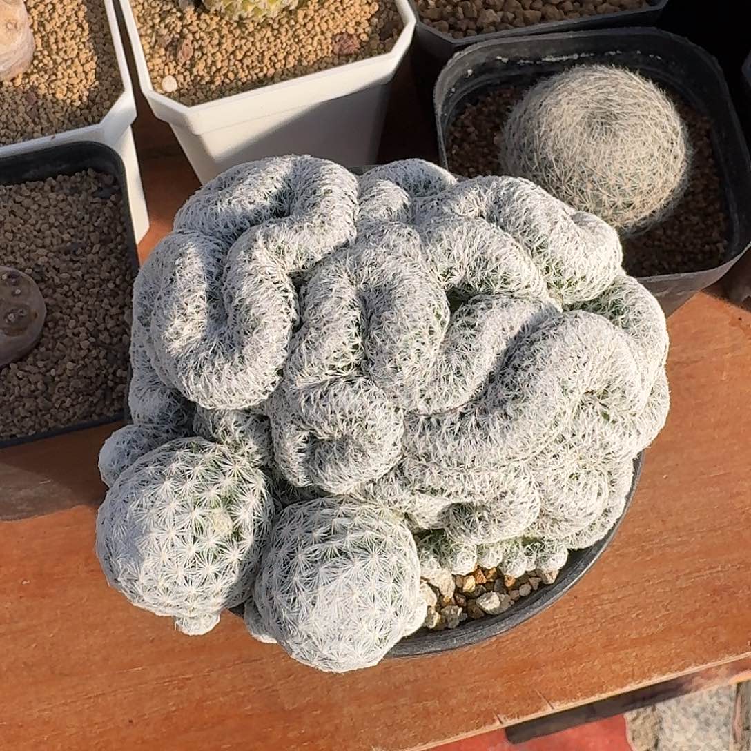 江***限姬春星缀仙人球2234