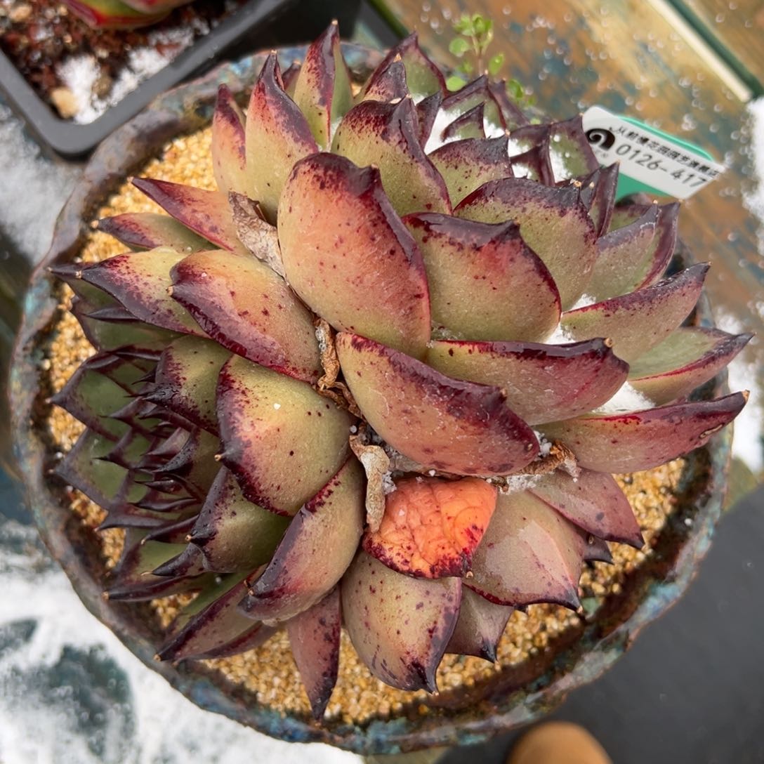 多肉一物一拍0126-417