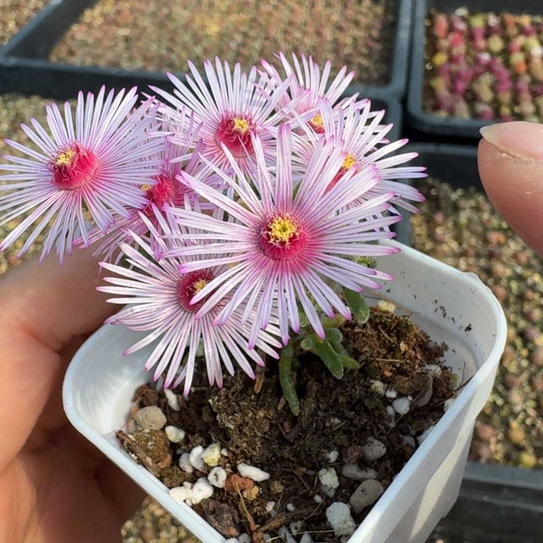 25-98孤尾一颗0000000