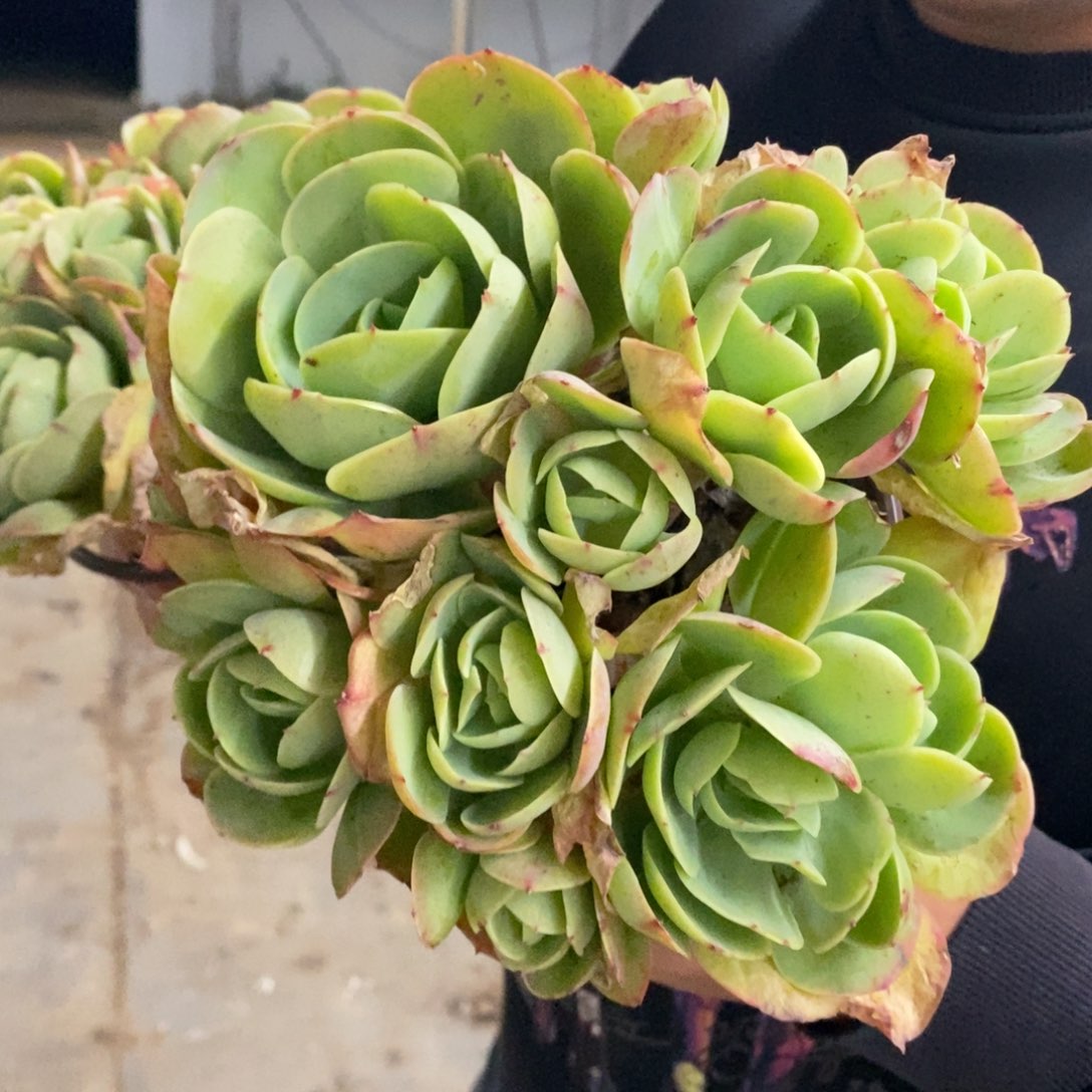 鸡蛋碧桃多头群生老桩