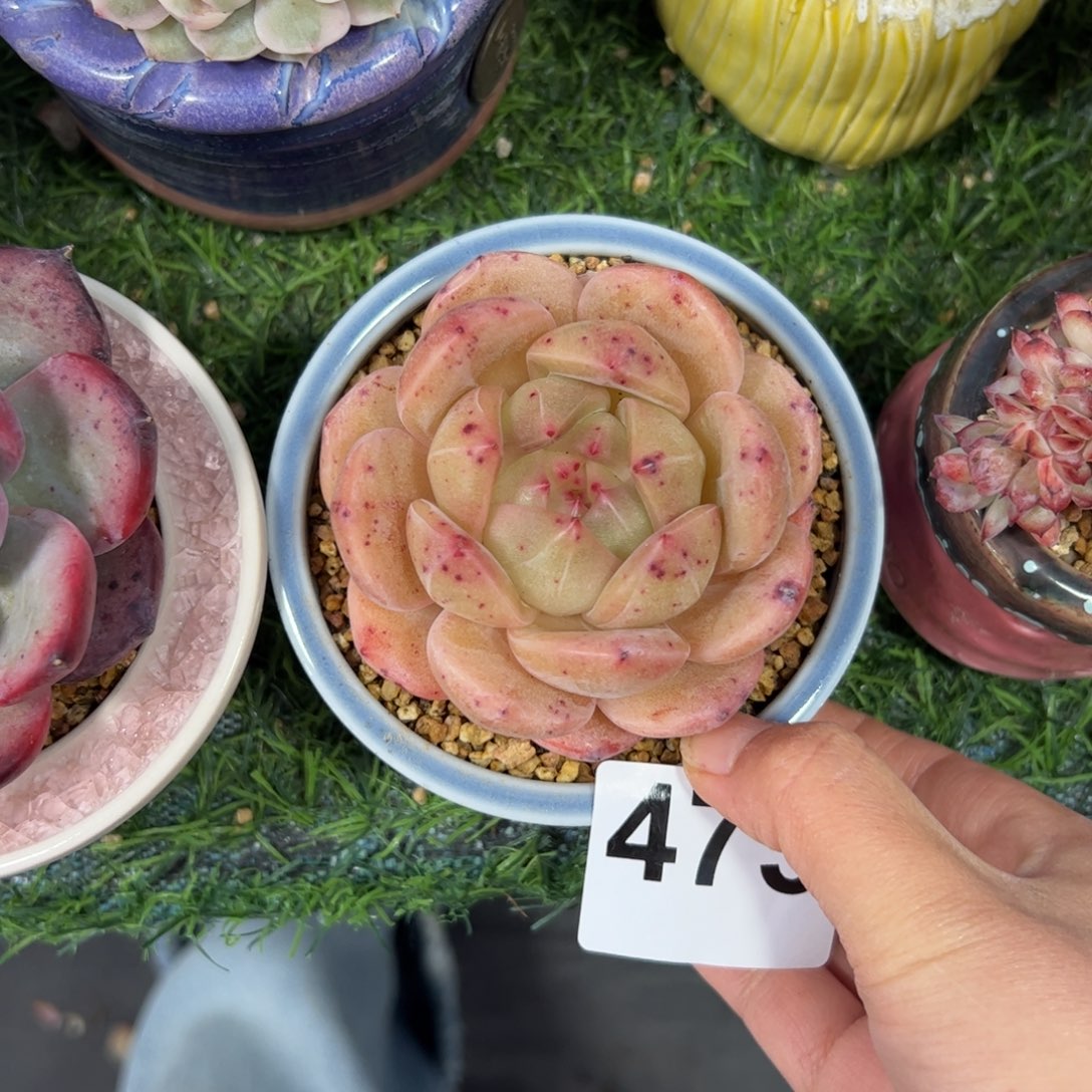 婷***婷475带盆多肉植物组合盆栽