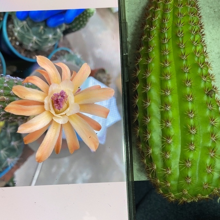 仙人球金五侧芽一个