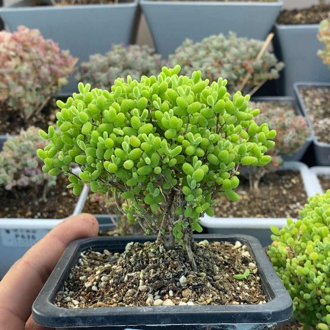 664蜜橘糖球枝干