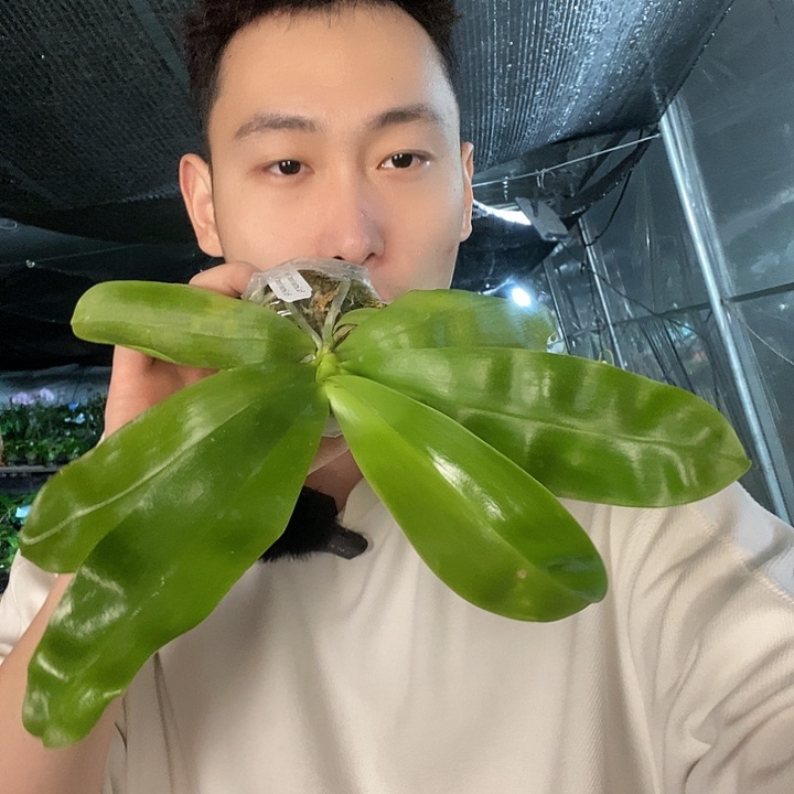 无花朵鱼鱼交鱼鱼