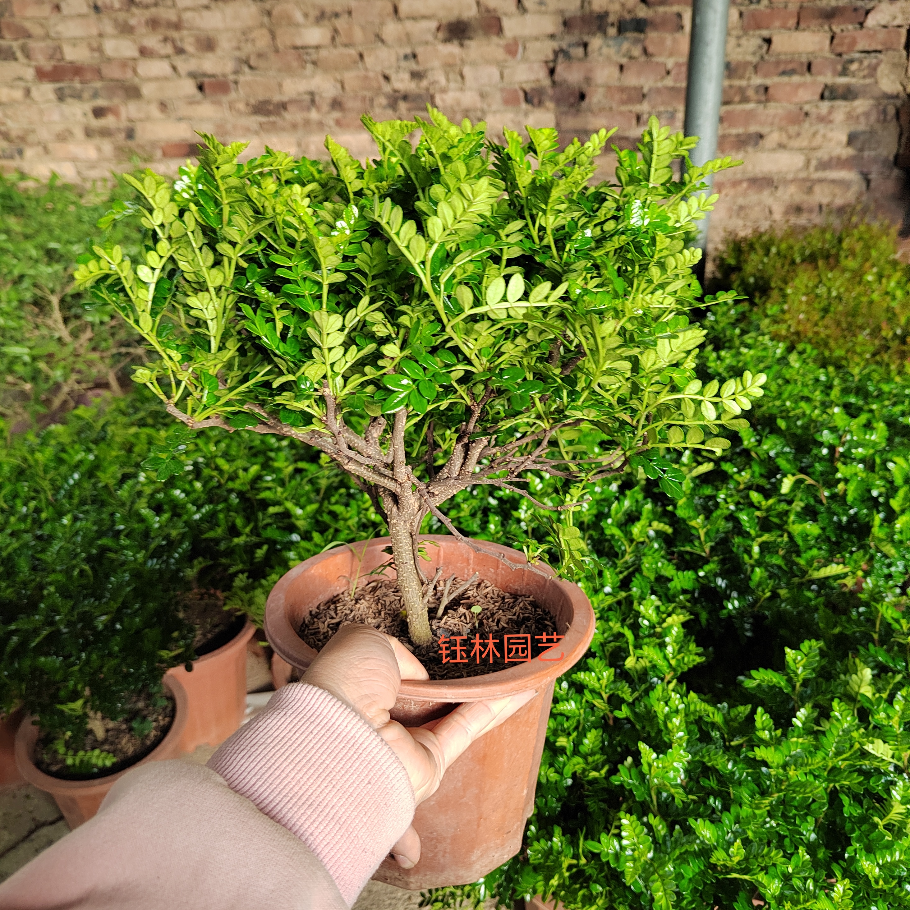 清香胡椒木，夏日驱蚊树