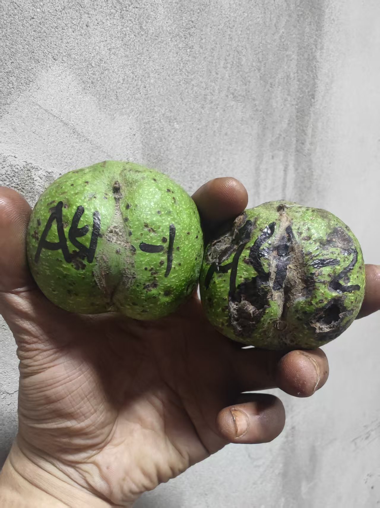 白狮子核桃只保品种2个--A51