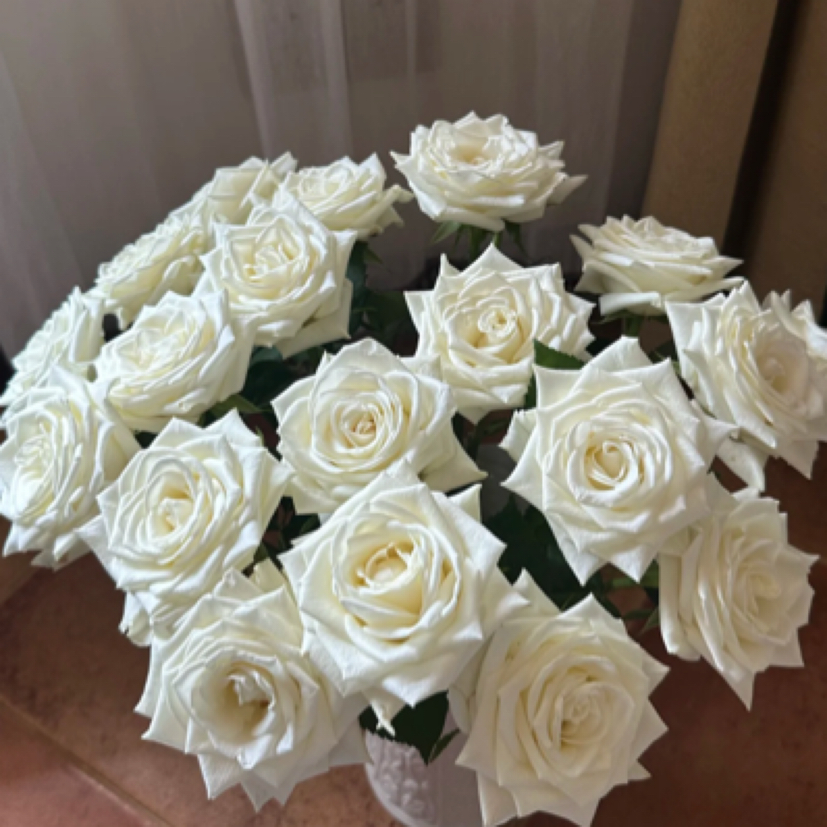  成媛【玉帛】帝王白色切花玫瑰月季庭院阳台盆栽