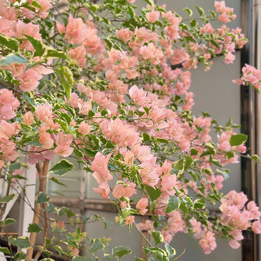 马斯原生三角梅盆栽四季开花爬藤植物阳台庭院好养花卉绿植