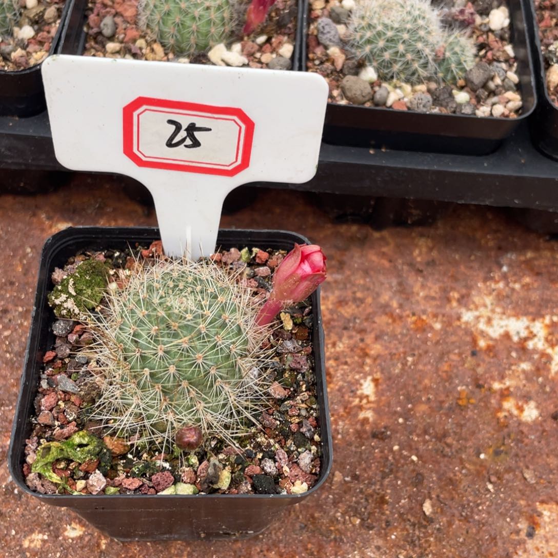 园*25往事随风而去了我就