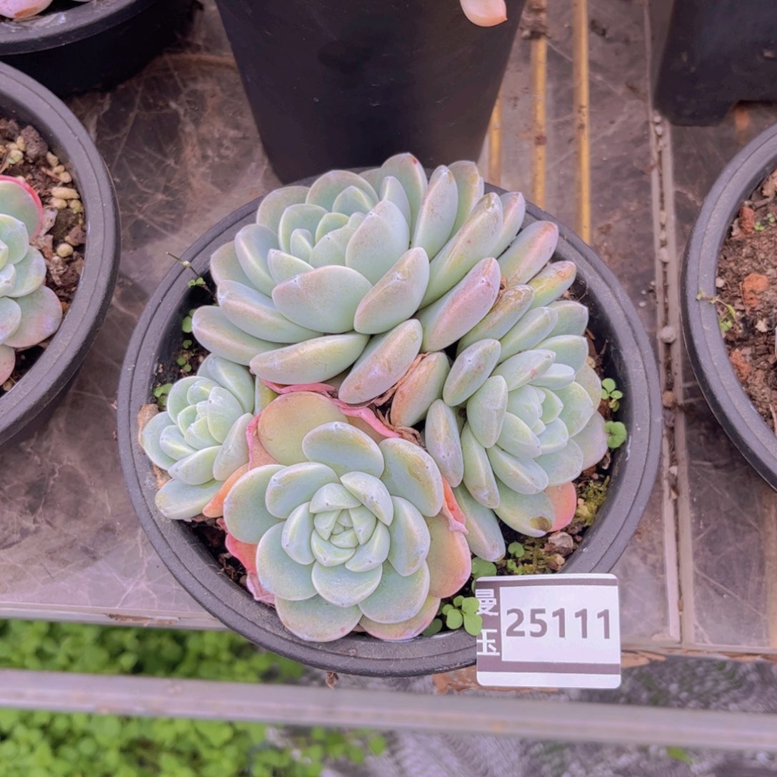 冰玉多肉植物25111